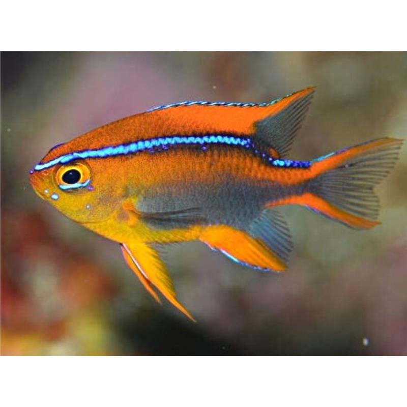 Neoglyphidodon Crossi (Cross Damsel) - imagine 4